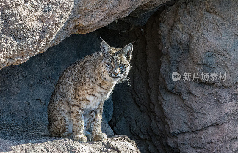 山猫(Lynx rufus)，也被称为红山猫，是一种中型猫，原产于北美。索诺兰沙漠，亚利桑那州。